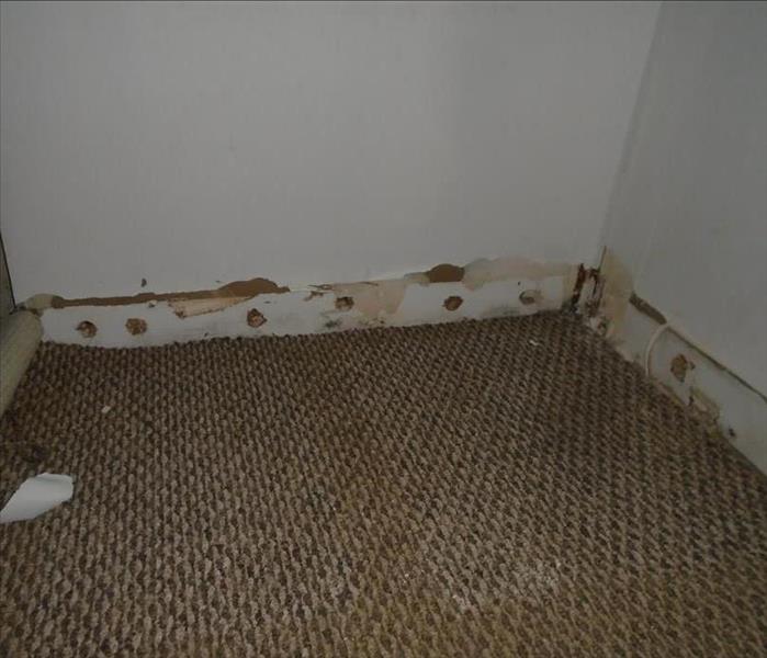 A water damaged carpet in need of restoration.